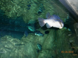 2016-05-26 oceanarium u sasiadów) (1)